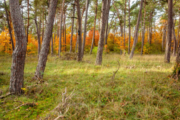 Colorful autumn forest