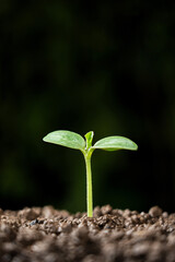 green sprout in fertile soil. Green seedling in soil. 