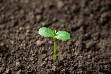 green sprout in fertile soil. Green seedling in soil. 