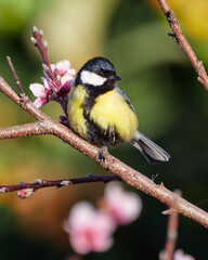 Fototapeta premium Carbonero común en el jardín