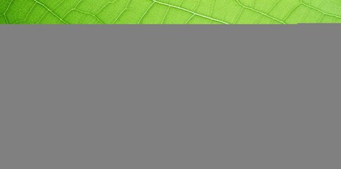 Green Leaf Veins Macro Photo