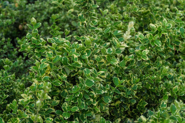 Euonymus fortunei 'Emerald Gaiety' with variegated green and white leaves. Elegant background....
