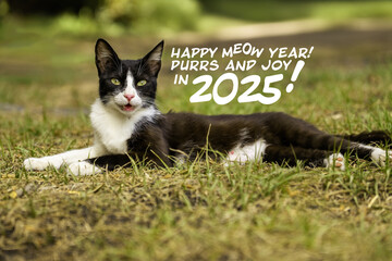 Happy Meow Year 2025 - Cute Cat and Festive new year's Greeting