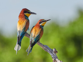 Abejaruco en primavera