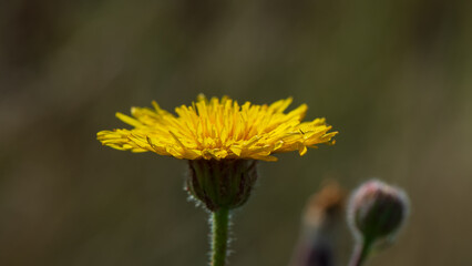 One yellow sowing field on a blurry background.