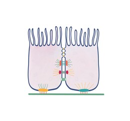 Diagramatic representation of cell adhesion proteins