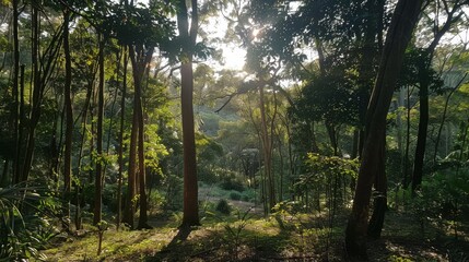 A view of a forest with a canopy of trees, promoting the benefits of forest bathing and connecting with nature.