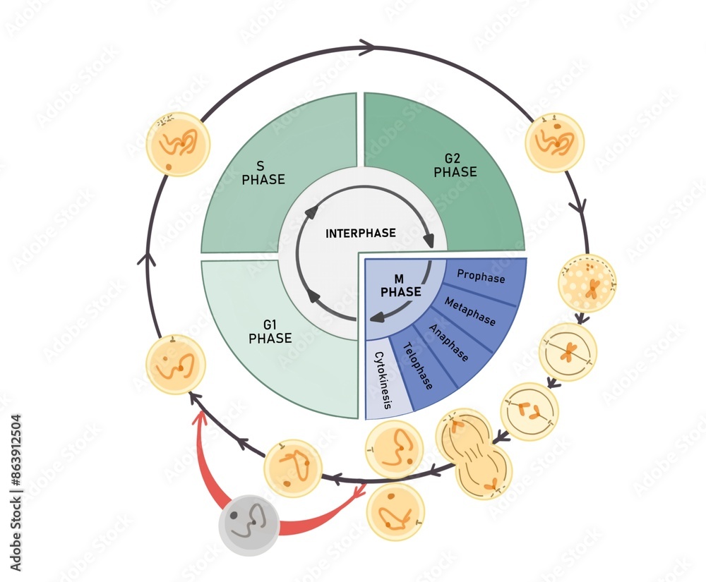 Wall mural The cell cycle is composed of interphase (G₁, S, and G₂ phases), followed by the mitotic phase (mitosis and cytokinesis), and G₀ phase.