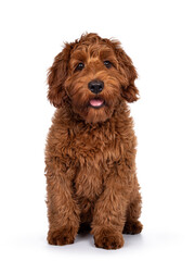 Adorable red Cobberdog aka Labradoodle dog puppy, sitting up facing front . Looking straight to camera, mouth slightly open. Isolated on a white background.