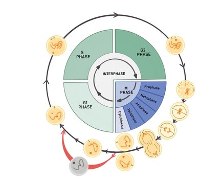 The cell cycle is composed of interphase (G₁, S, and G₂ phases), followed by the mitotic phase (mitosis and cytokinesis), and G₀ phase.