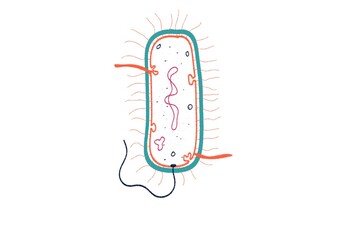 Structure of gram positive bacteria