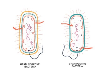 Gram positive and Gram negative bacteria- comparison