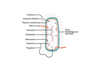 gram positive bacteria