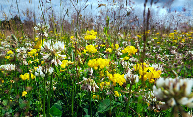  Krajobraz ciepłolubnych muraw kserotermicznych z kwitnącymi roślinami na początku lata