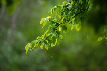 branch of wood with green foliage and drops of rain.