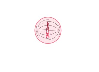 Mitosis- Metaphase