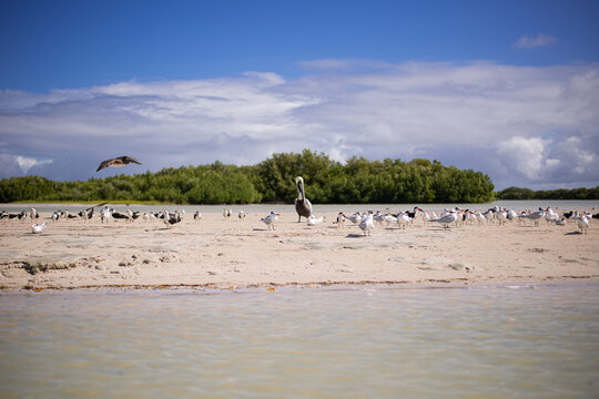 coastal seabirds sanderlings pelicans and cranes resting on a sandy shore island beach of gulf of Mexico
