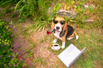 cute beagle dog in sunglasses looking at laptop in garden