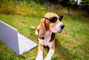 cute beagle dog in sunglasses looking at laptop in garden