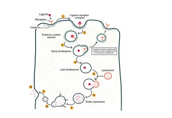 Mechanism of Receptor Mediated Endocytosis via clathrin coated vesicles
