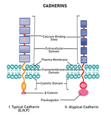 Structure of cadherins