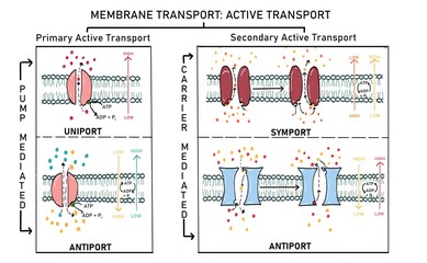 Types of active transport- primary active transport and secondary active transport