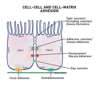Diagrammatic representation of cell adhesion proteins