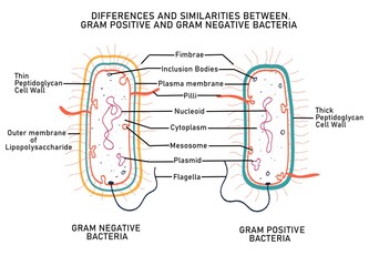 Comparison of gram positive and gram negative bacteria