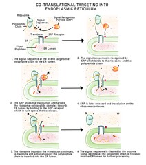 C0-translational protein modification in Rough Endoplasmic Reticulum