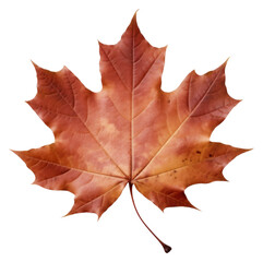 PNG Real Pressed a maple leaf plant tree red.