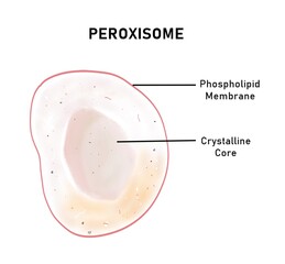 Structure of a peroxisome