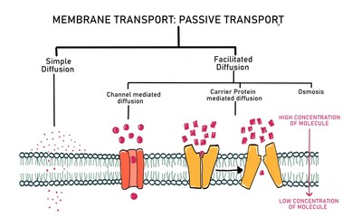Passive transport of substance via plasma membrane (diffusion, facilitated diffusion, osmosis)