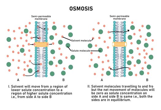 Process of Osmosis via a semipermeable membrane