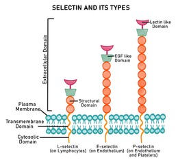 Cell adhesion proteins- Selectins