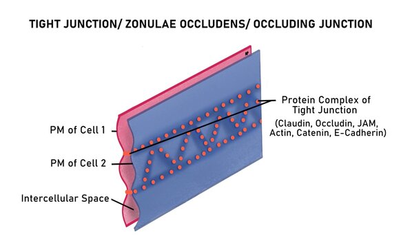 Tight junction/ zonulae occludens/ occluding junction