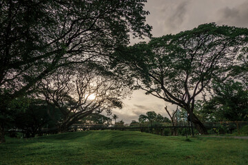 green grass field with big trees in forest park at sunset, Benjakitti Park, Bangkok