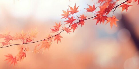 Autumn Leaves Branch Photography