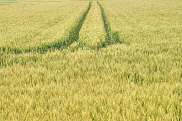 北海道長沼町の小麦畑 / Wheat field in Naganuma Town, Hokkaido