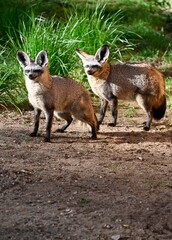 Two partners bat-eared fox in savannah