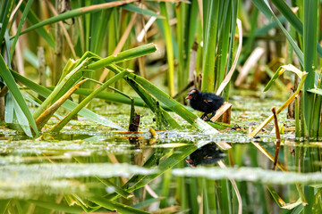 A moorhen on a pond