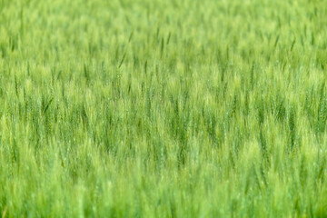 夏の北海道千歳市の小麦畑 / Wheat field in Chitose City, Hokkaido in summer