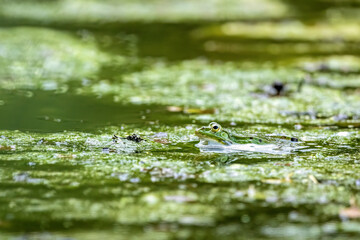 A gree frog on a pond