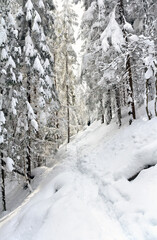 Winter landscape of mountains with path with footprints in snow following in fir forest
