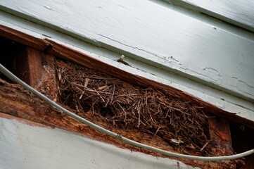 A rotten weatherboard has been removed and a nest, probably a rat's nest, has been found behind it