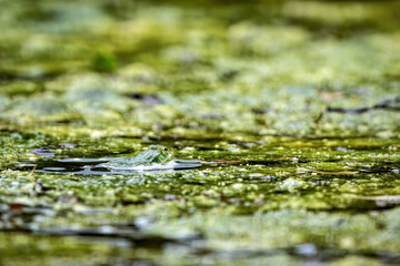 A gree frog on a pond