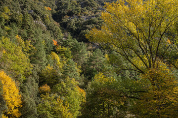 Fototapeta premium Scenic mountainside forest landscape in autumn with colorful foliage on trees in Pyrenees, France