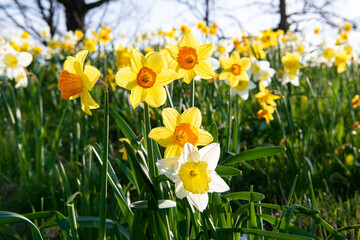 Yellow Daffodils in Frederikshavn, Denmark