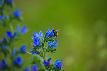 The common viper's bugloss (Echium vulgare) on a wildflower meadow