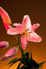 A lily flower with delicate petals illuminated with bright neon blue light against red background