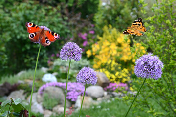 Schmetterling 1142 © K.-U. Häßler